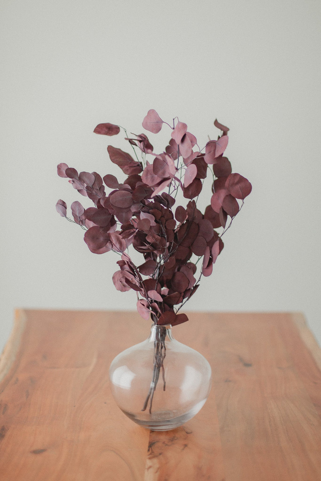 Silver Dollar Eucalyptus Bundle | Preserved