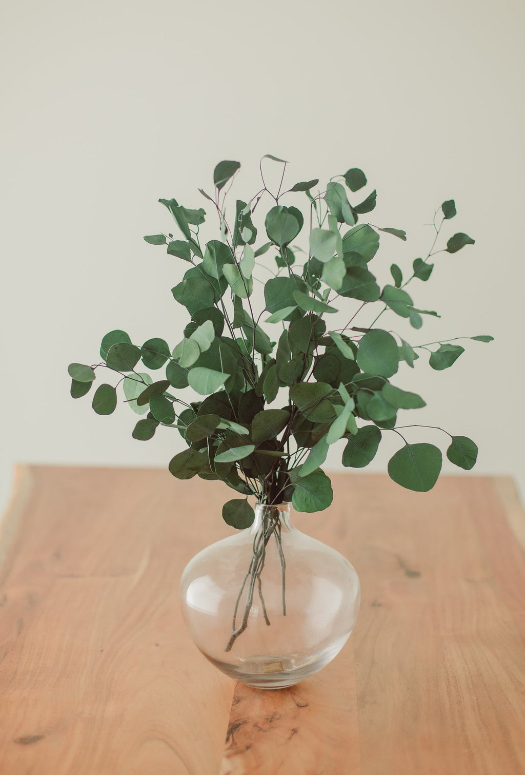 Silver Dollar Eucalyptus Bundle | Preserved