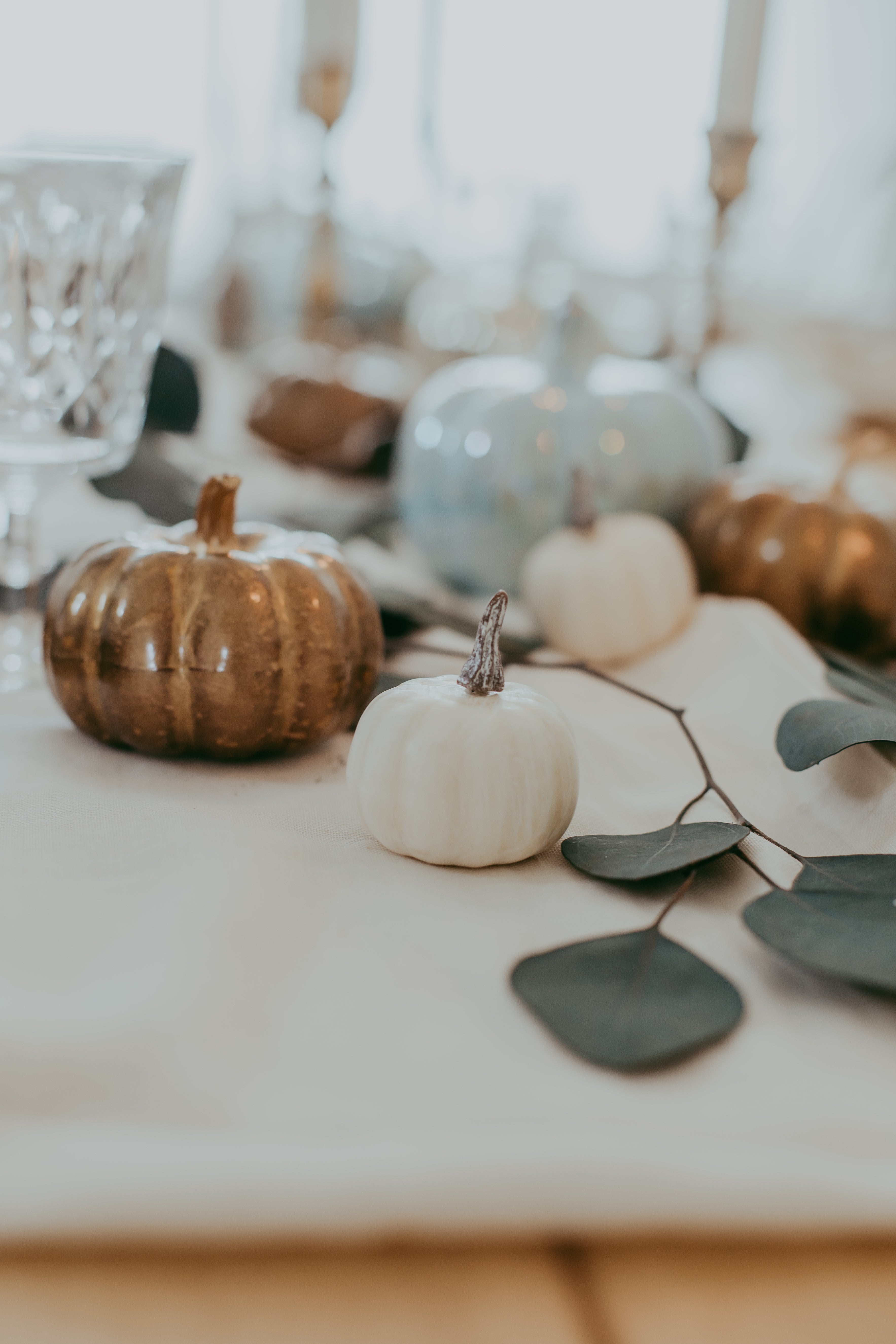 Silver Dollar Eucalyptus Bundle | Preserved