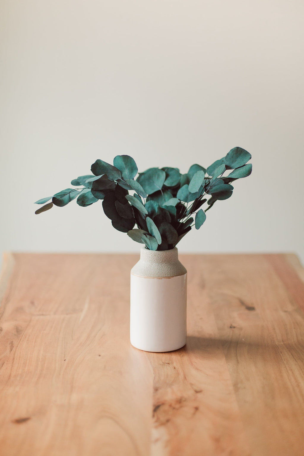Silver Dollar Eucalyptus Bundle | Preserved