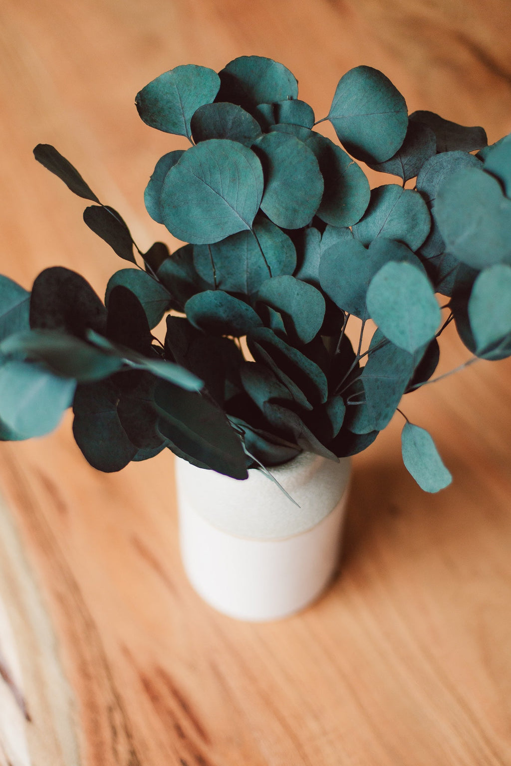Silver Dollar Eucalyptus Bundle | Preserved