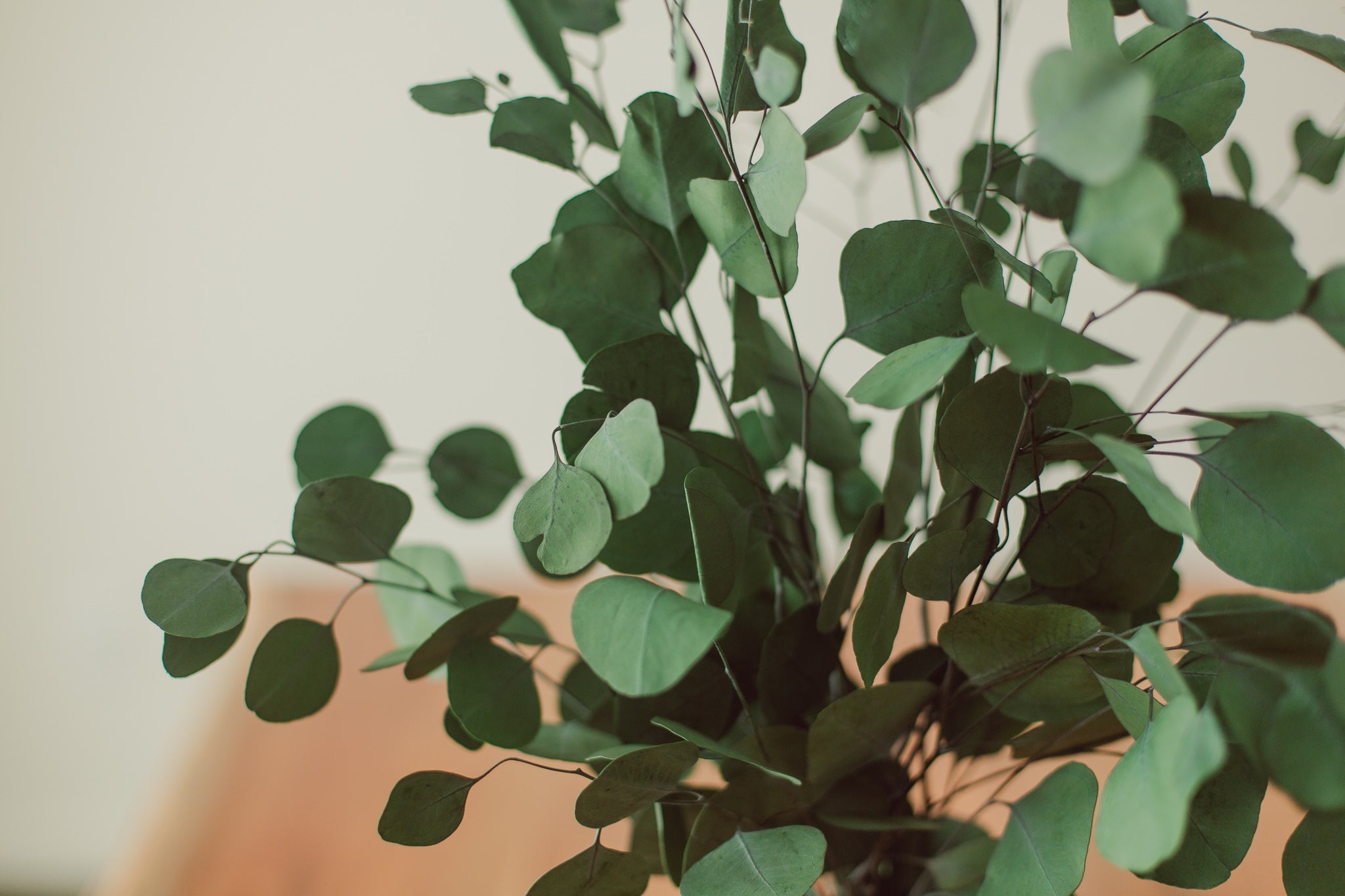 Silver Dollar Eucalyptus Bundle | Preserved
