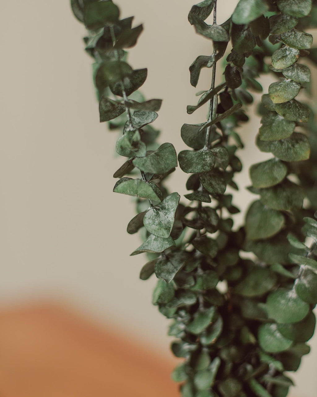 Eucalyptus Stem | Bundle