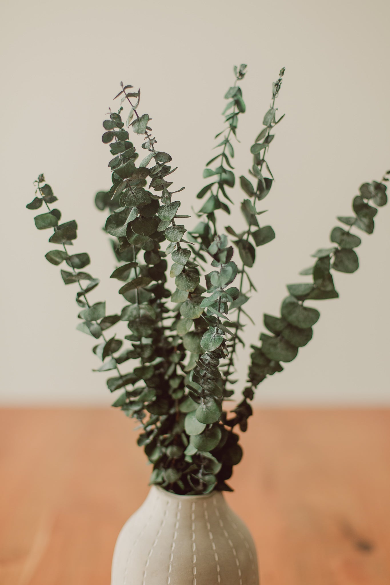 Eucalyptus Stem | Bundle