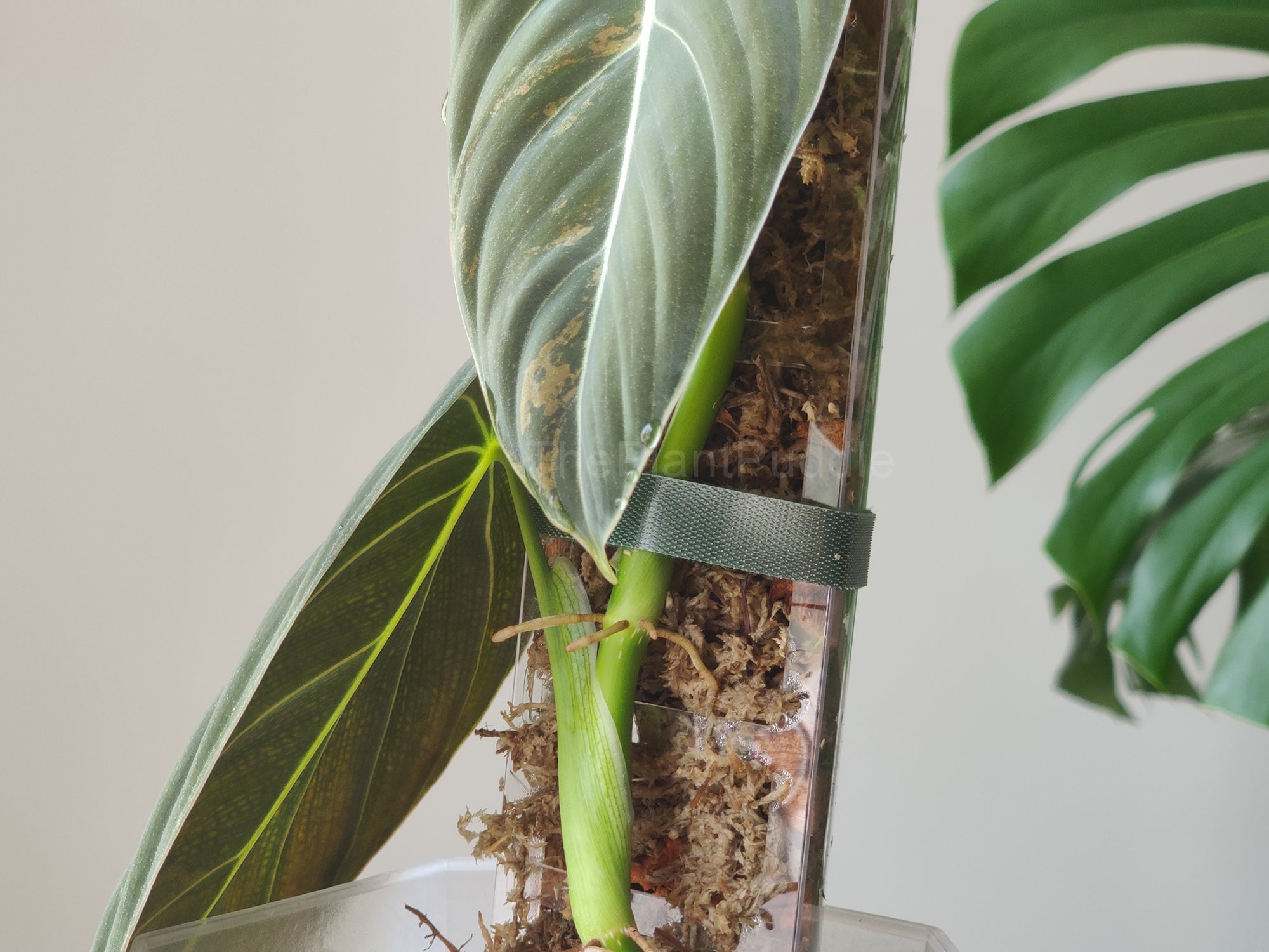 Front Opening Moss Pole | Clear Durable Plastic