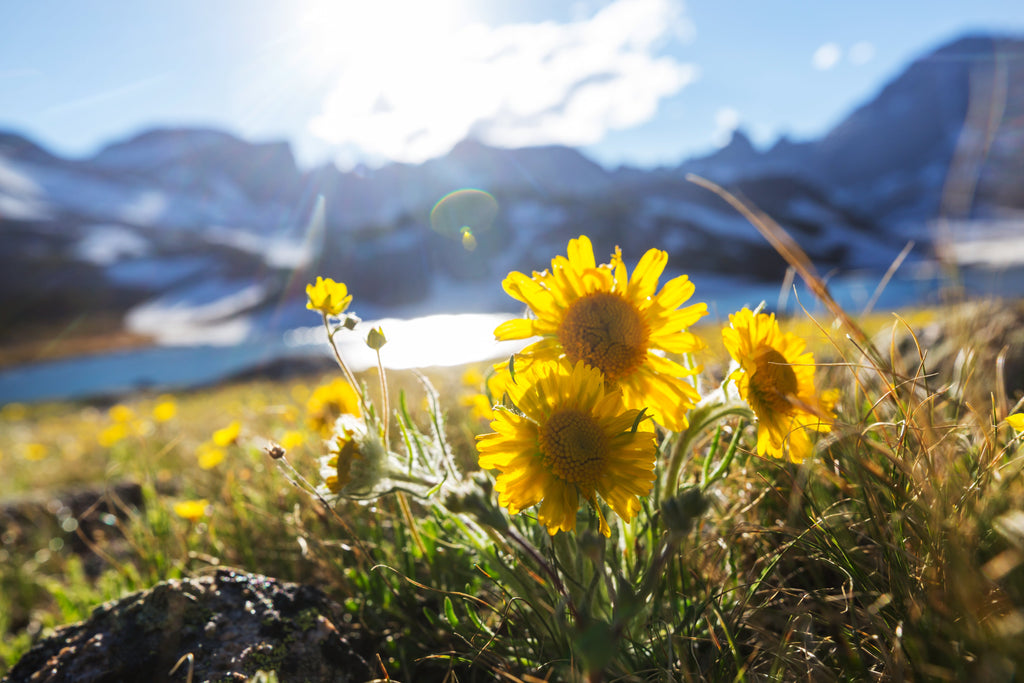 Wild-Harvested Arnica Flowers (Arnica Montana)