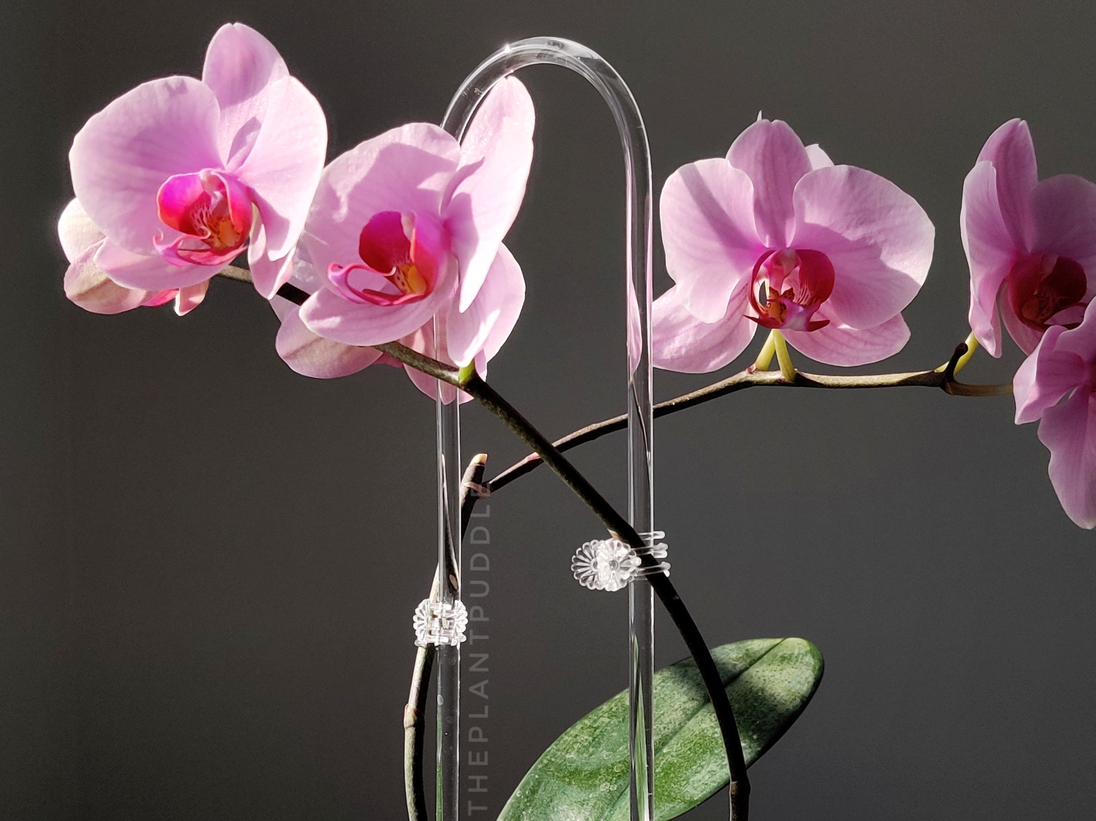 Clear Flower Clips | Blends Right In With Your Plants
