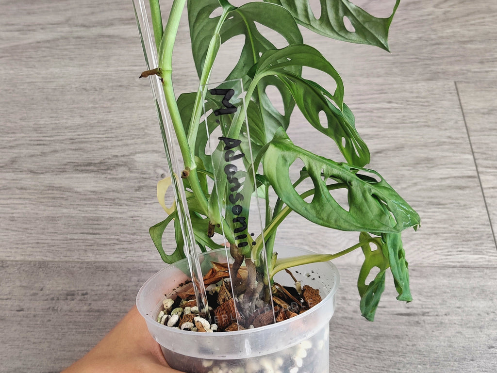 Plant Name Label | Super Clear and Durable Acrylic