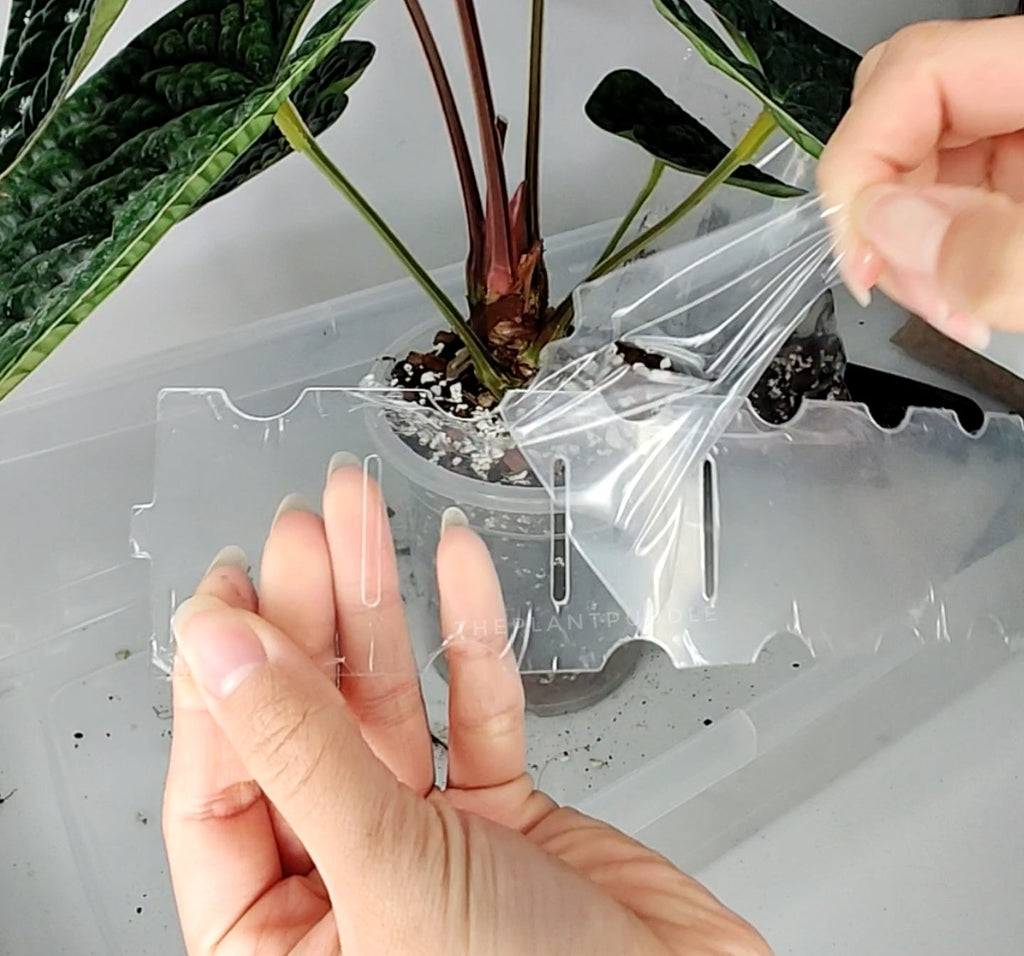 Plant Pot Extender | Super Clear and Stackable
