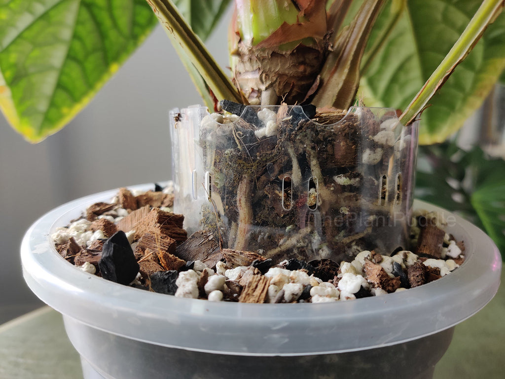 Plant Pot Extender | Super Clear and Stackable