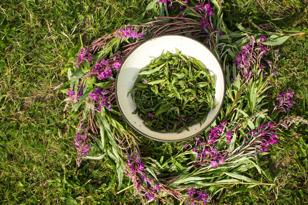 Wild-Harvested Canadian Fireweed | Tea