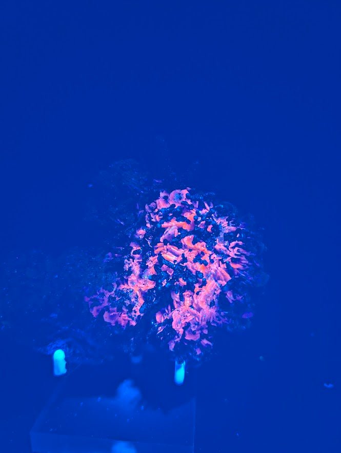 Red Hematite + Quartz with Pyrite | Specimen | UV Reactive | China