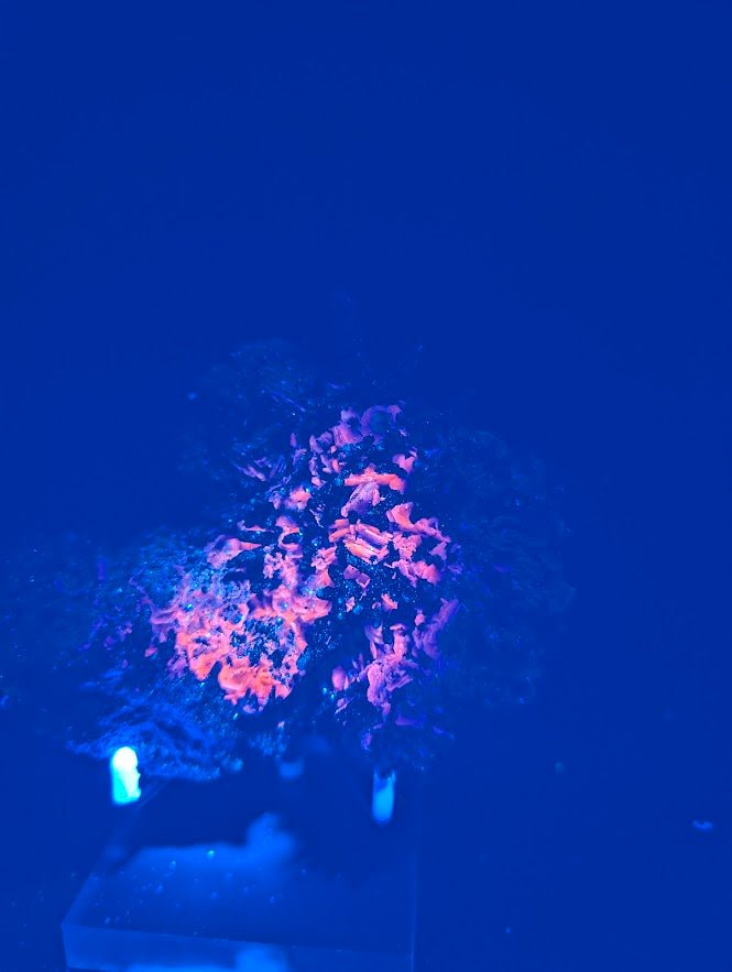 Red Hematite + Quartz with Pyrite | Specimen | UV Reactive | China