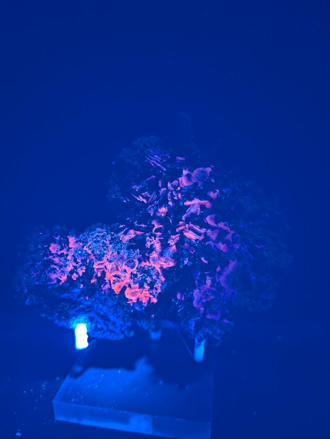 Red Hematite + Quartz with Pyrite | Specimen | UV Reactive | China