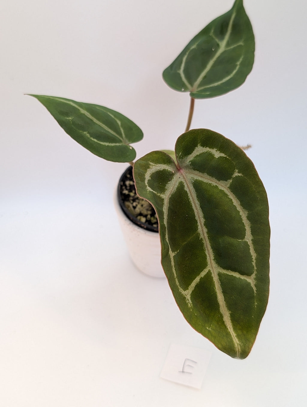 Anthurium Michelle x (Zara x Michelle)