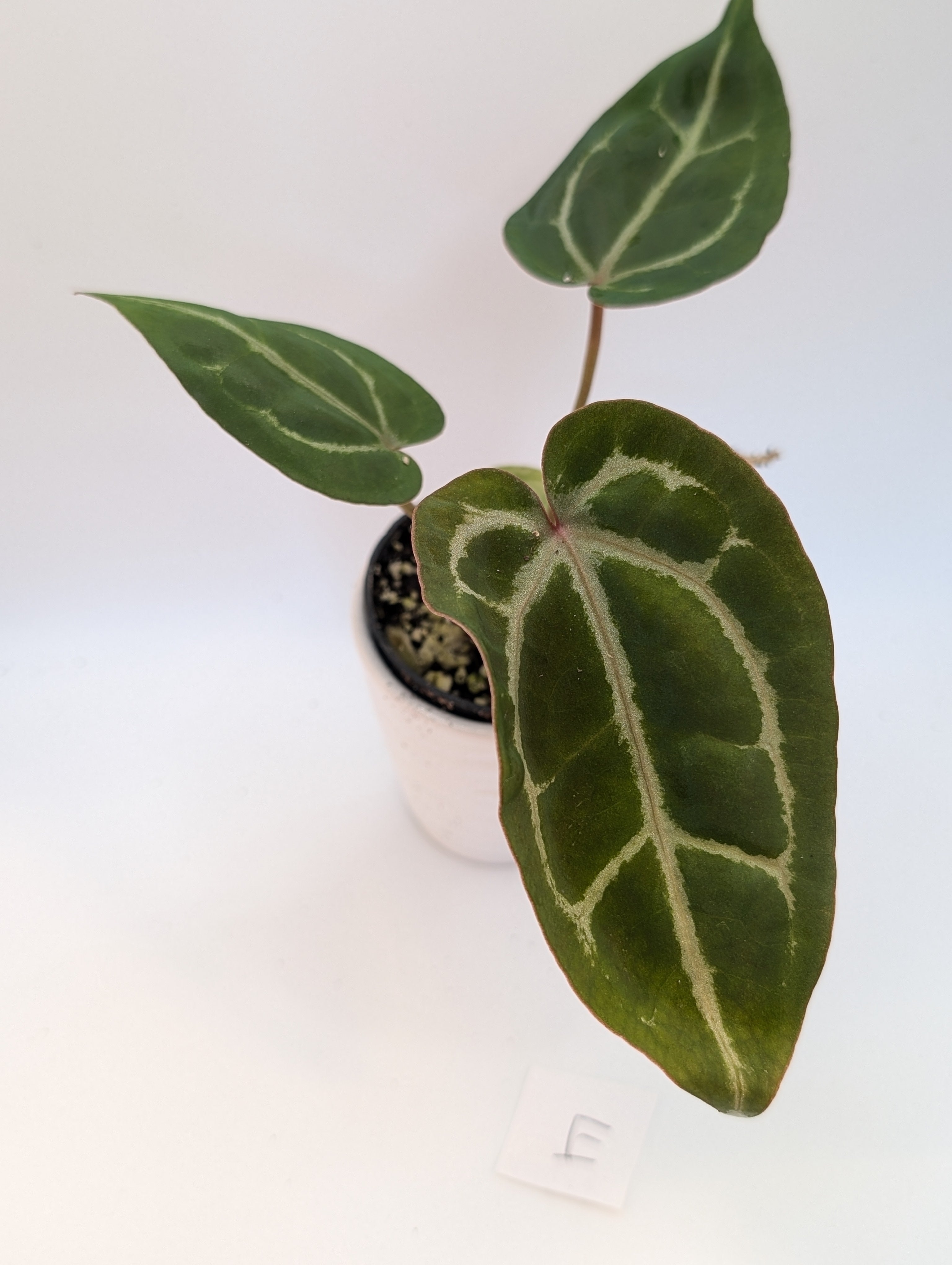 Anthurium Michelle x (Zara x Michelle)