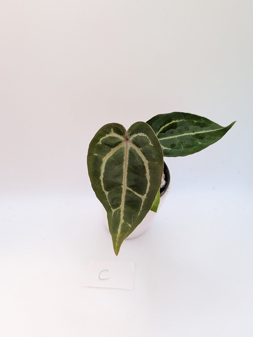 Anthurium Michelle x (Zara x Michelle)