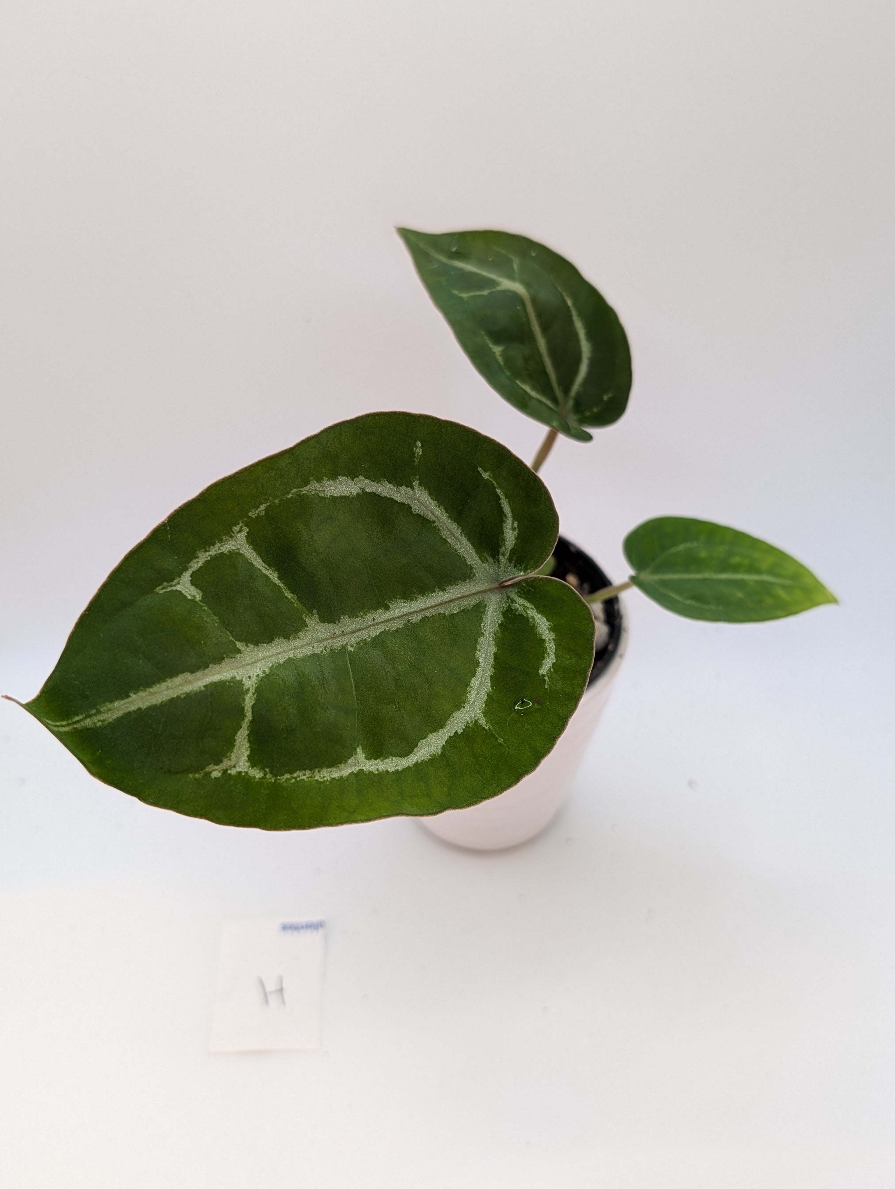 Anthurium Michelle x (Zara x Michelle)