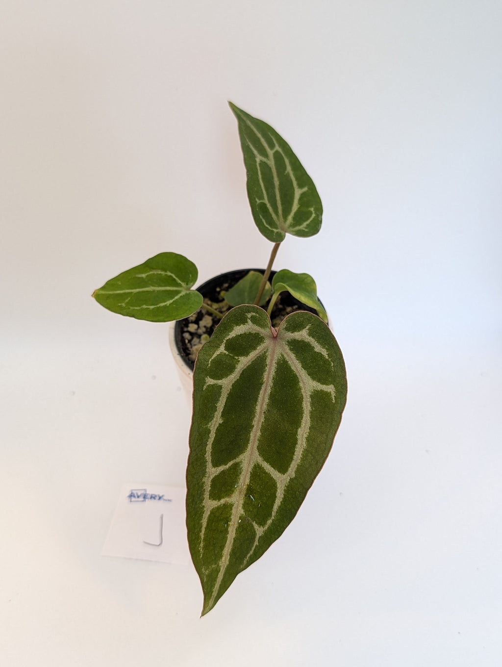 Anthurium Michelle x (Zara x Michelle)