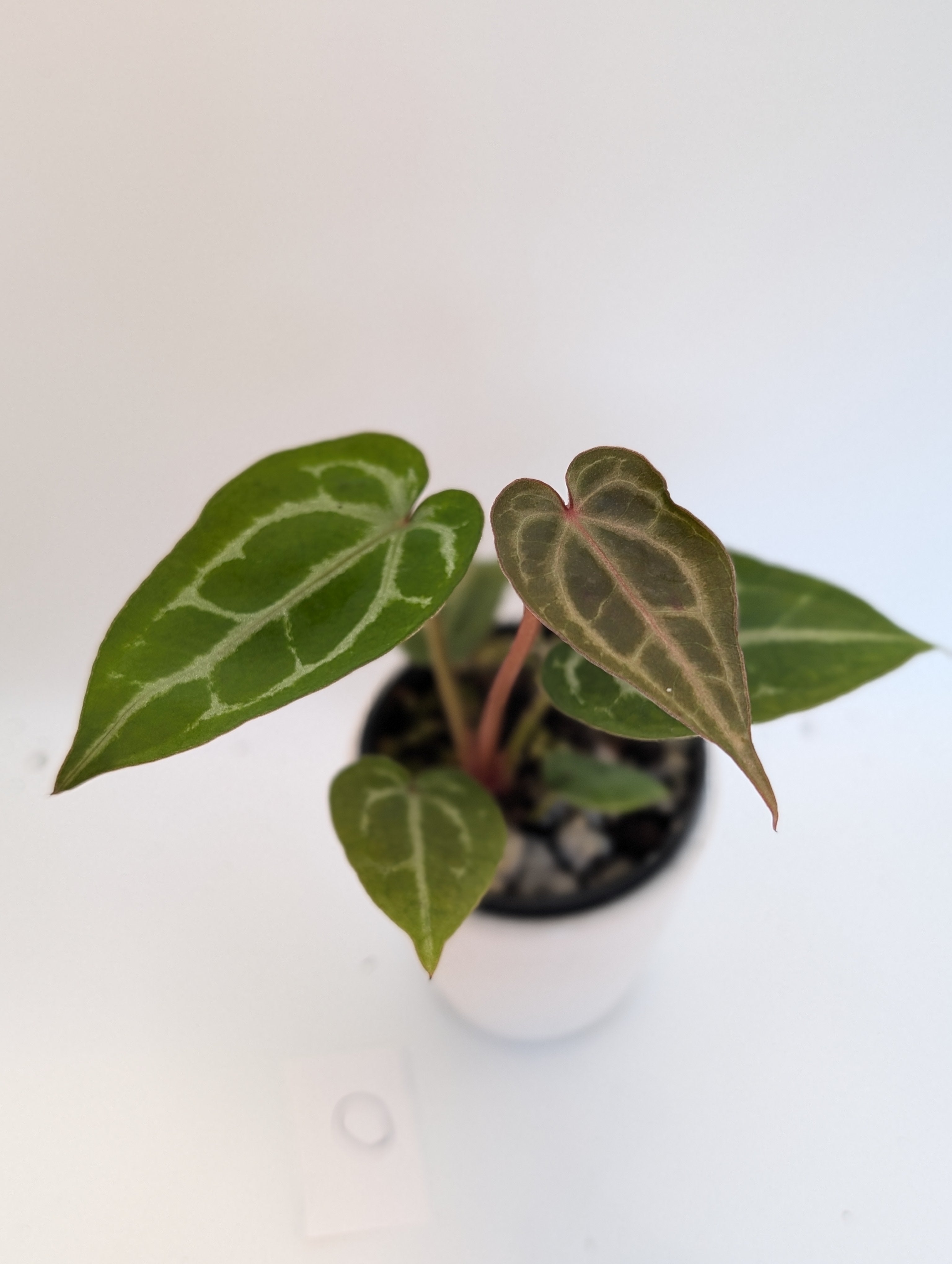 Anthurium Michelle x (Zara x Michelle)