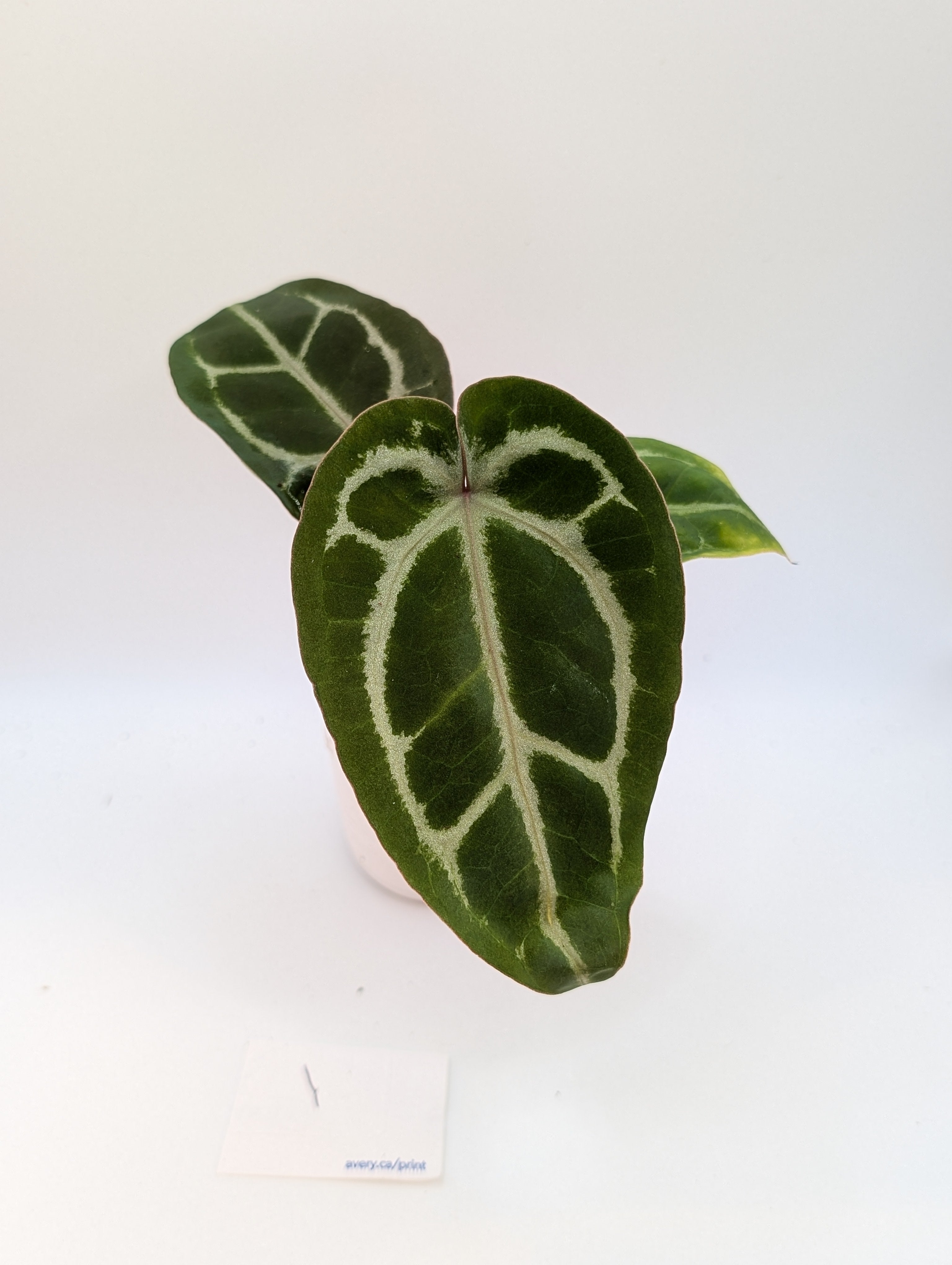 Anthurium kunayalense × A.zara Michelle Anthurium Michelle x (Zara x Michelle) – The Botanical Market