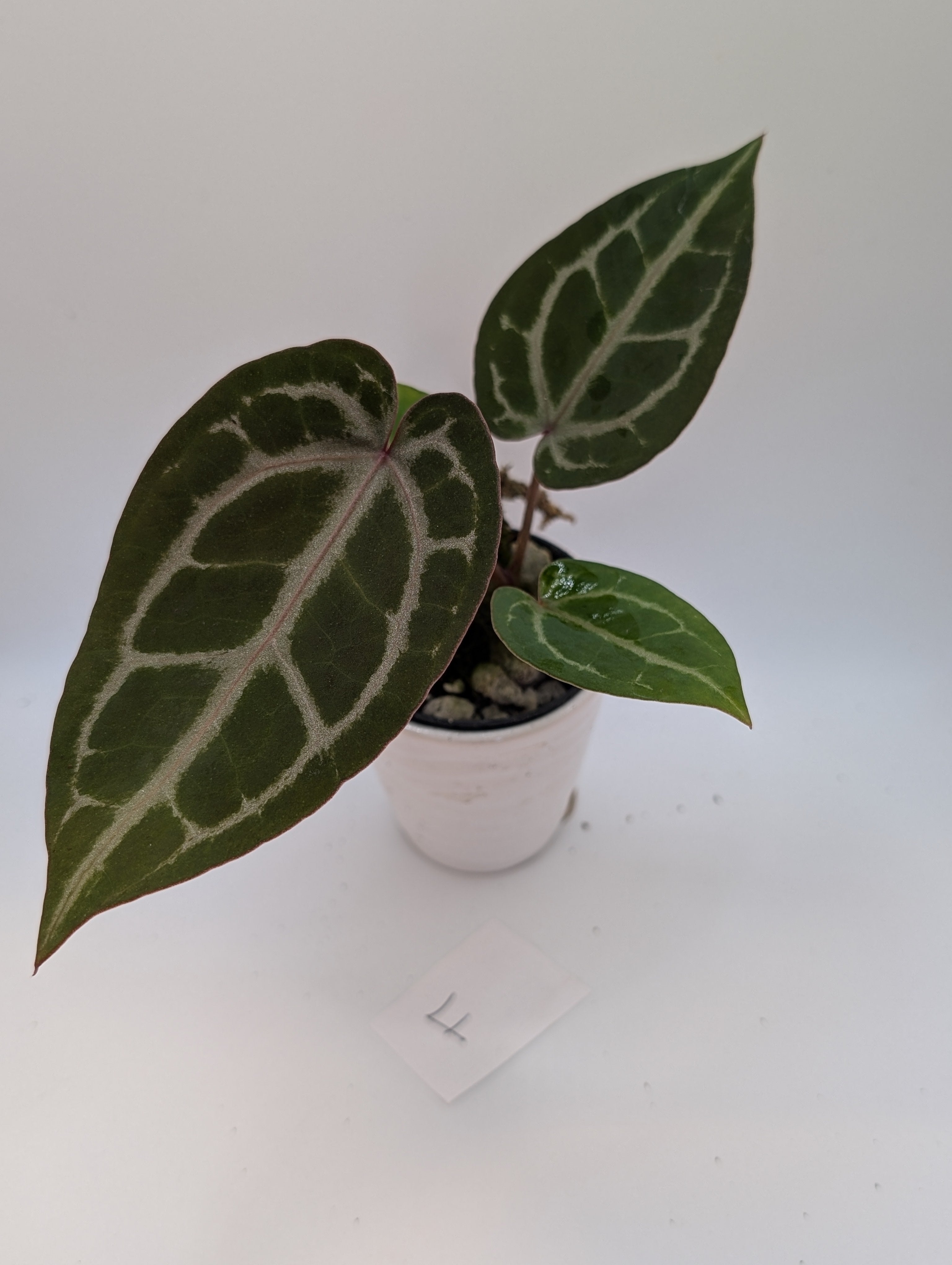 Anthurium Michelle A.zara × kunayalense Anthurium Kunayalense HappiestPlants – Michelle x Zara x その他観葉植物