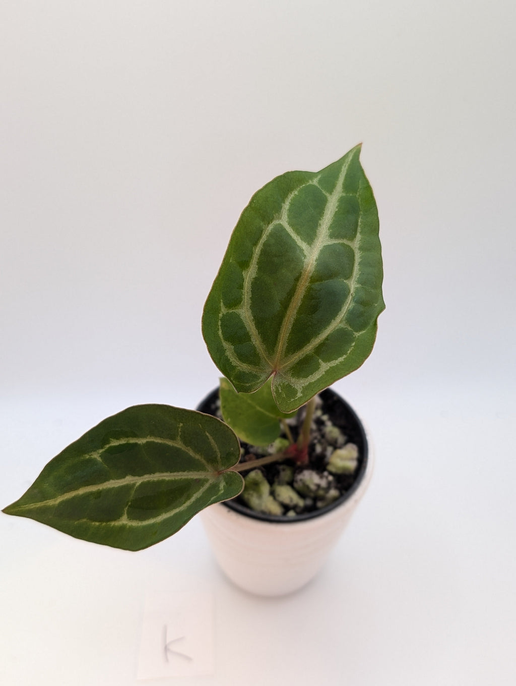 Anthurium Michelle x (Zara x Michelle)