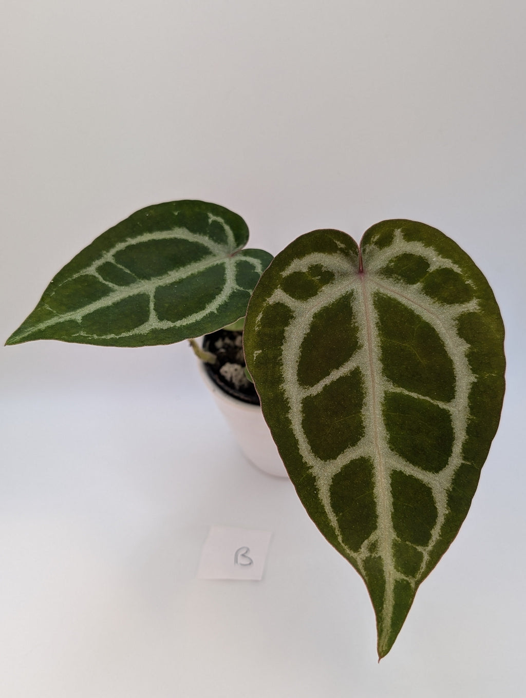 Anthurium Michelle x (Zara x Michelle)