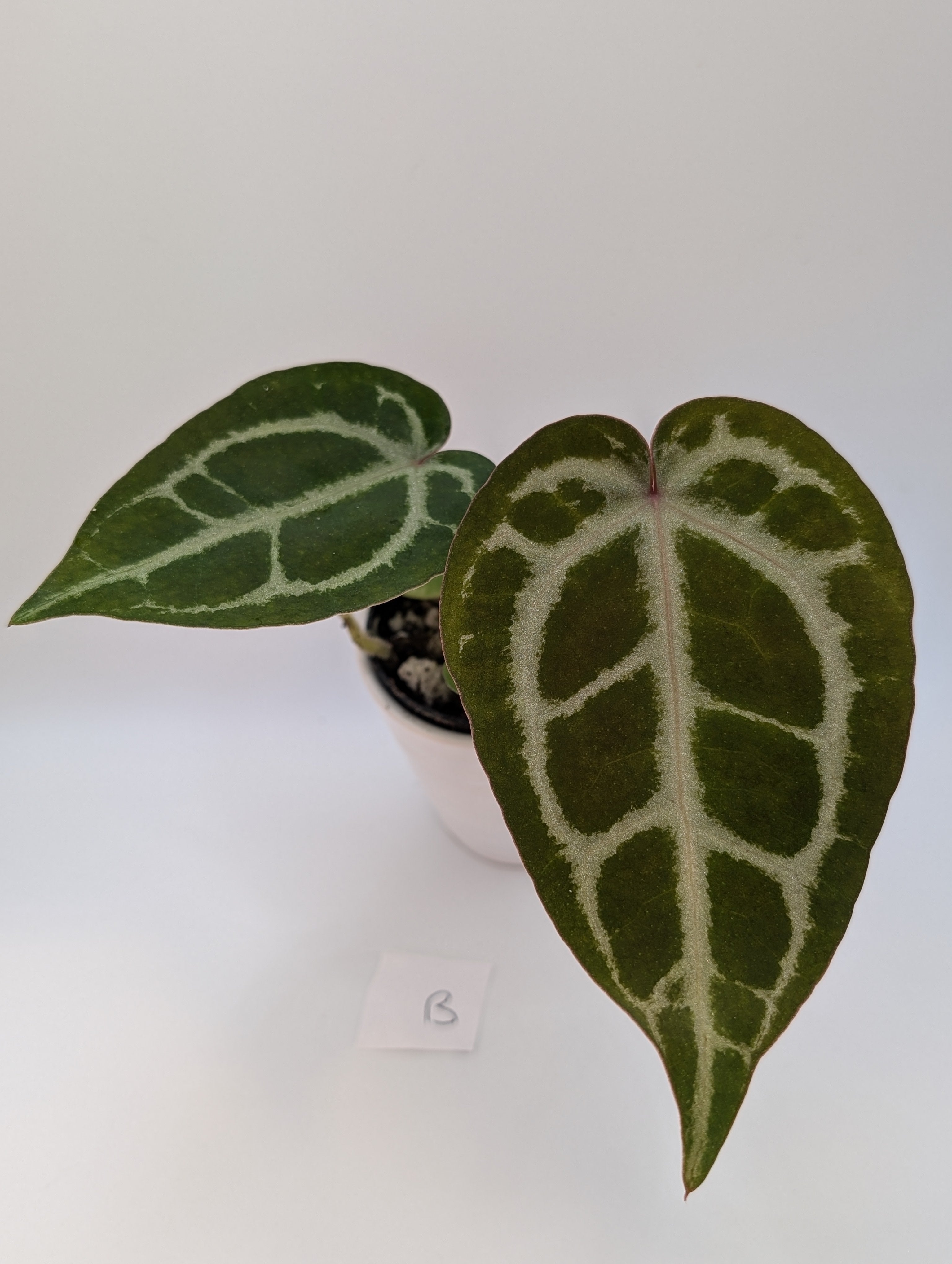 Anthurium Michelle x (Zara x Michelle)