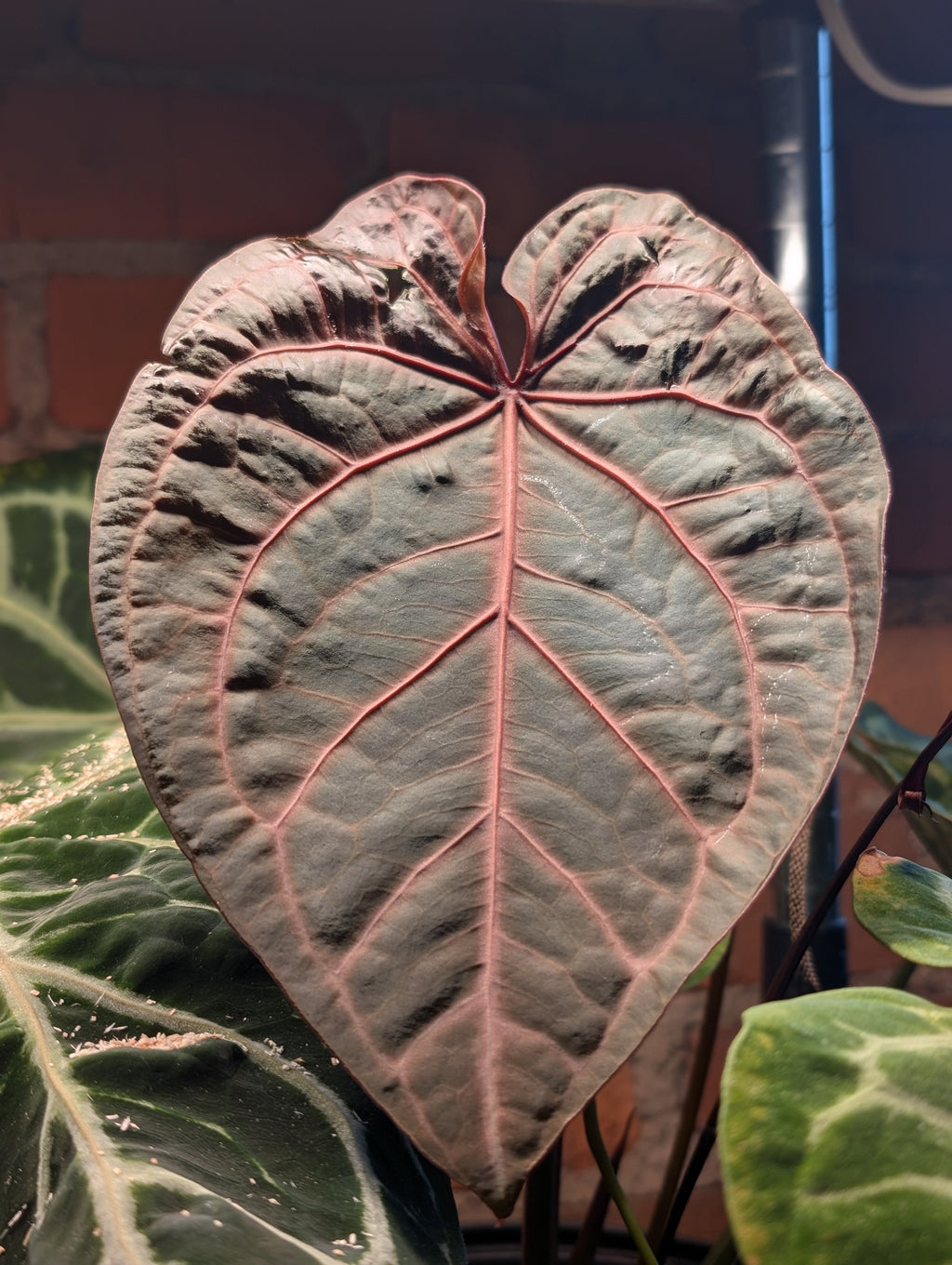 Anthurium Michelle x (Zara x Michelle)