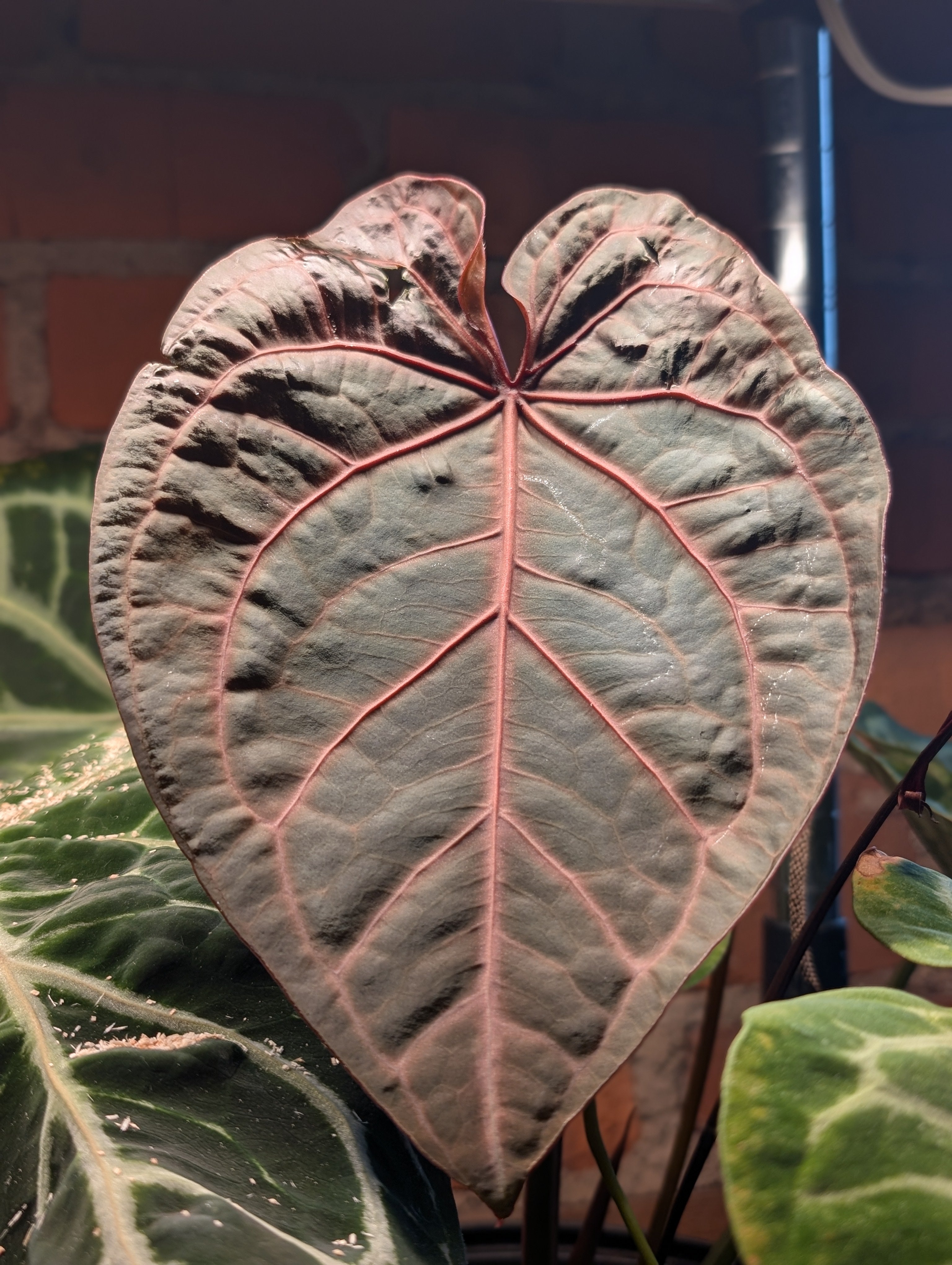 Anthurium Michelle x (Zara x Michelle)