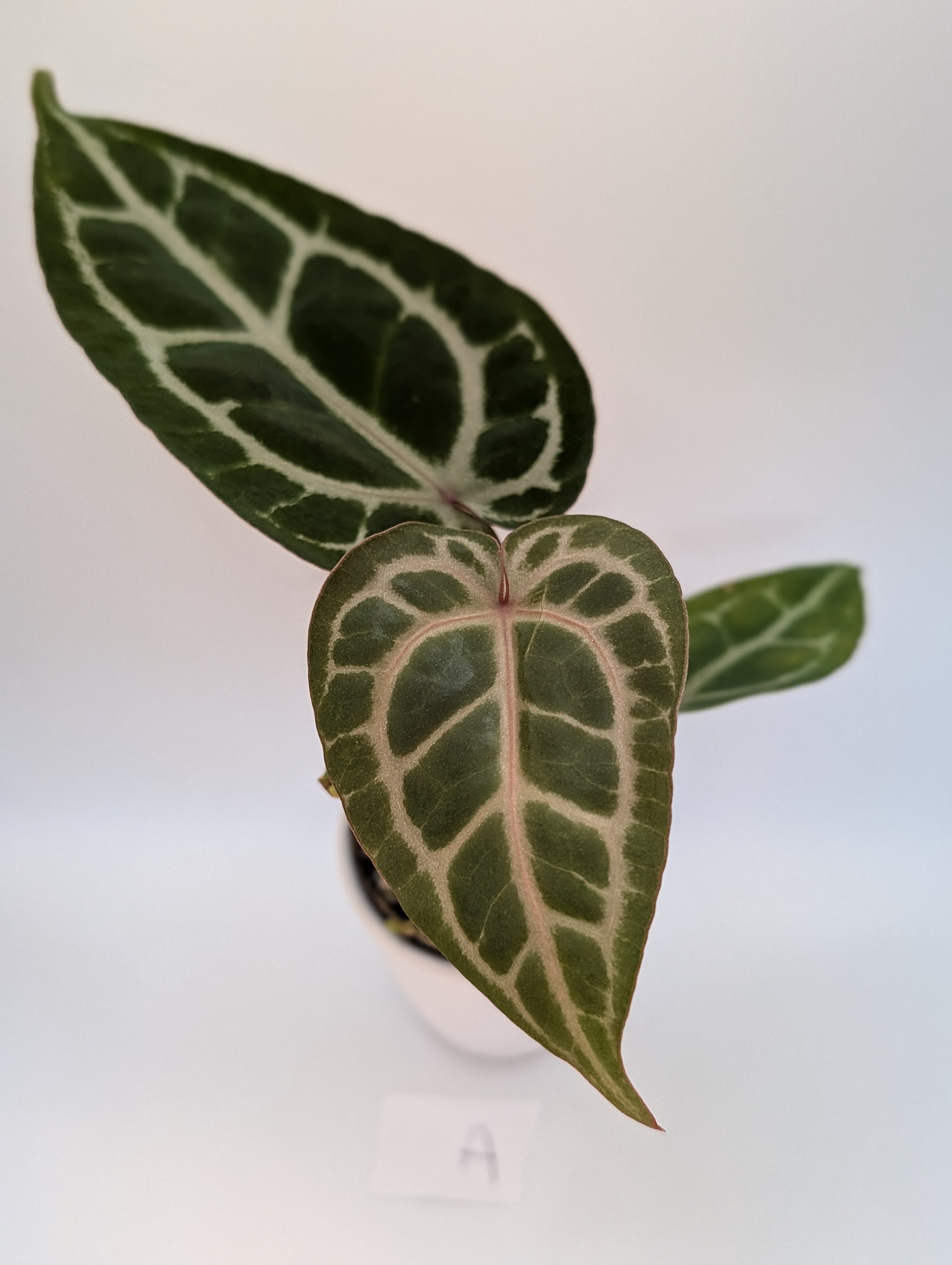 Anthurium Michelle x (Zara x Michelle)