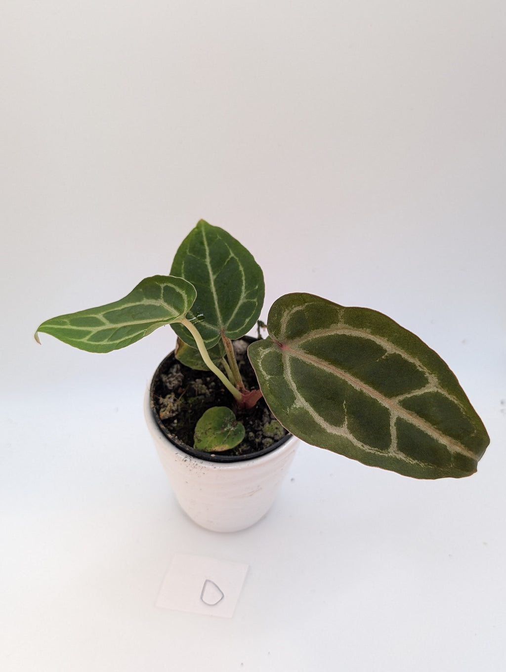 Anthurium Michelle x (Zara x Michelle)