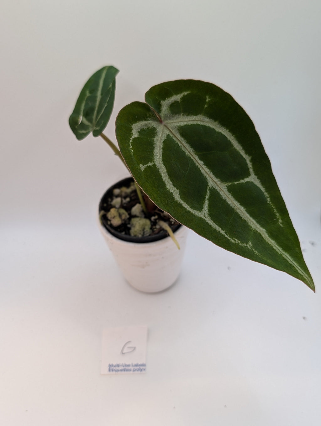 Anthurium Michelle x (Zara x Michelle)