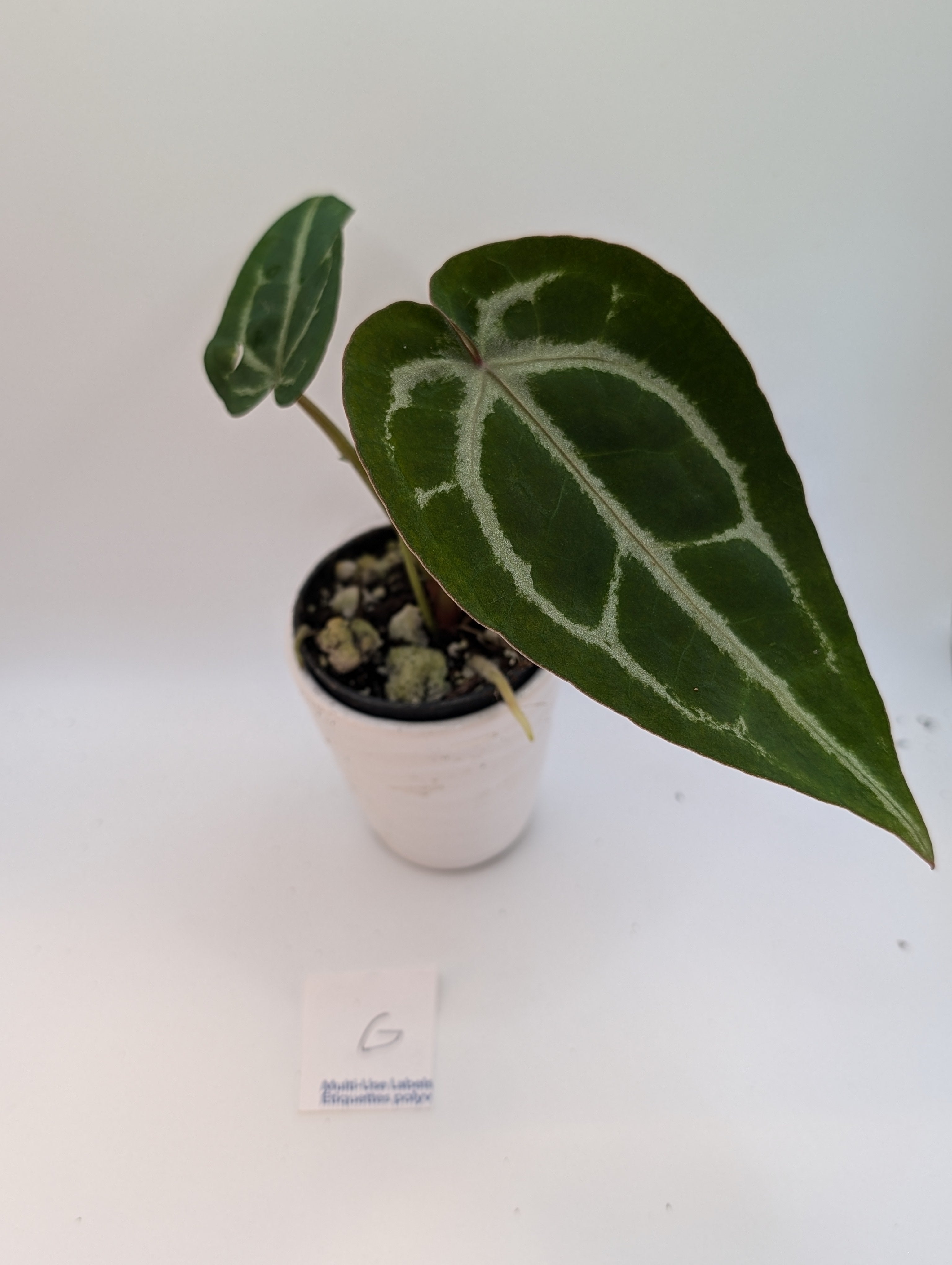 Anthurium Michelle x (Zara x Michelle)