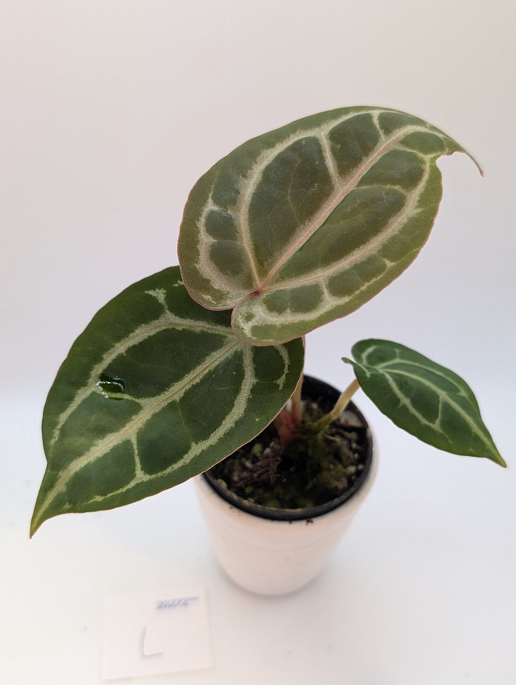 Anthurium Michelle x (Zara x Michelle)