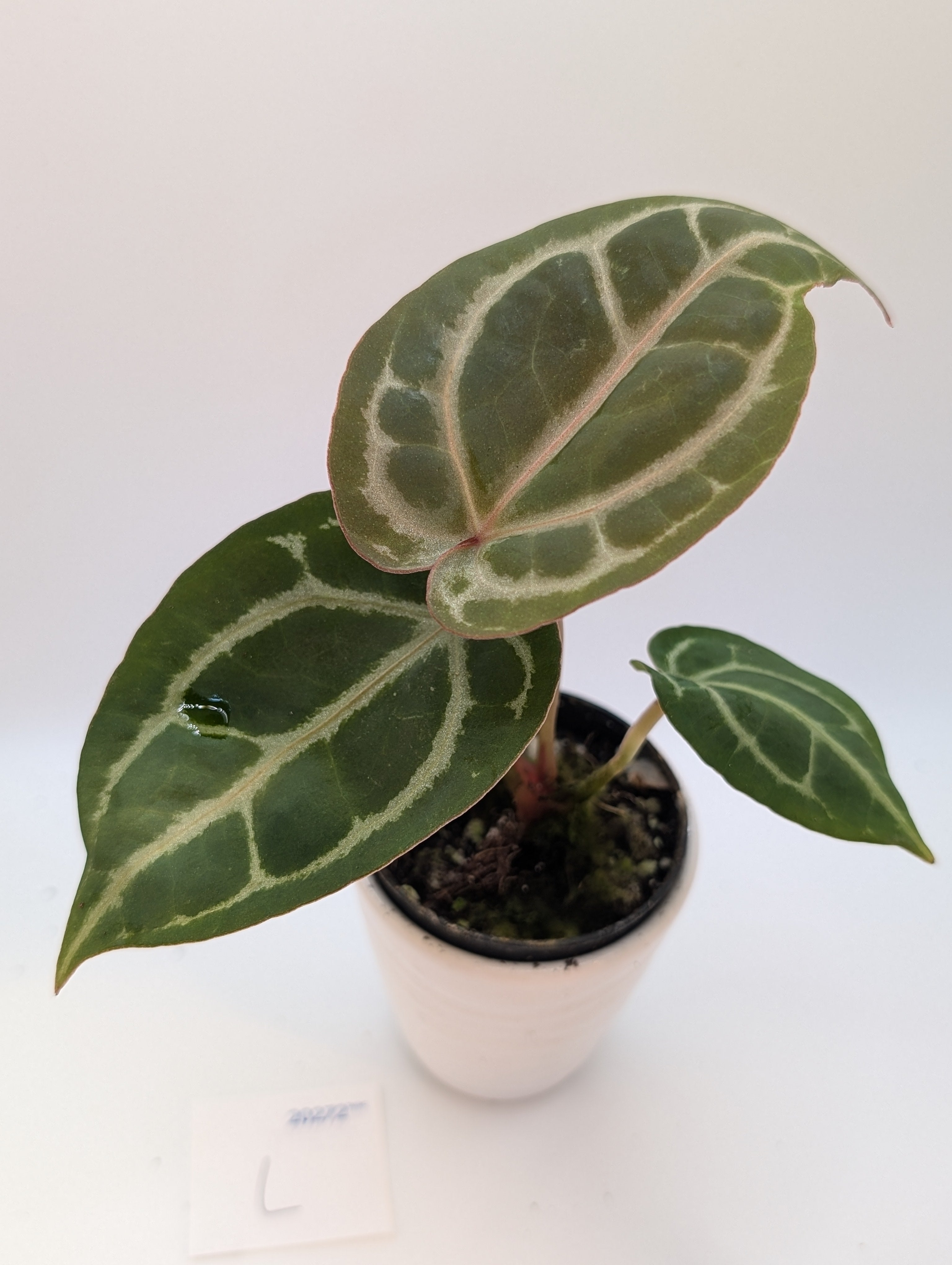 Anthurium Michelle x (Zara x Michelle)