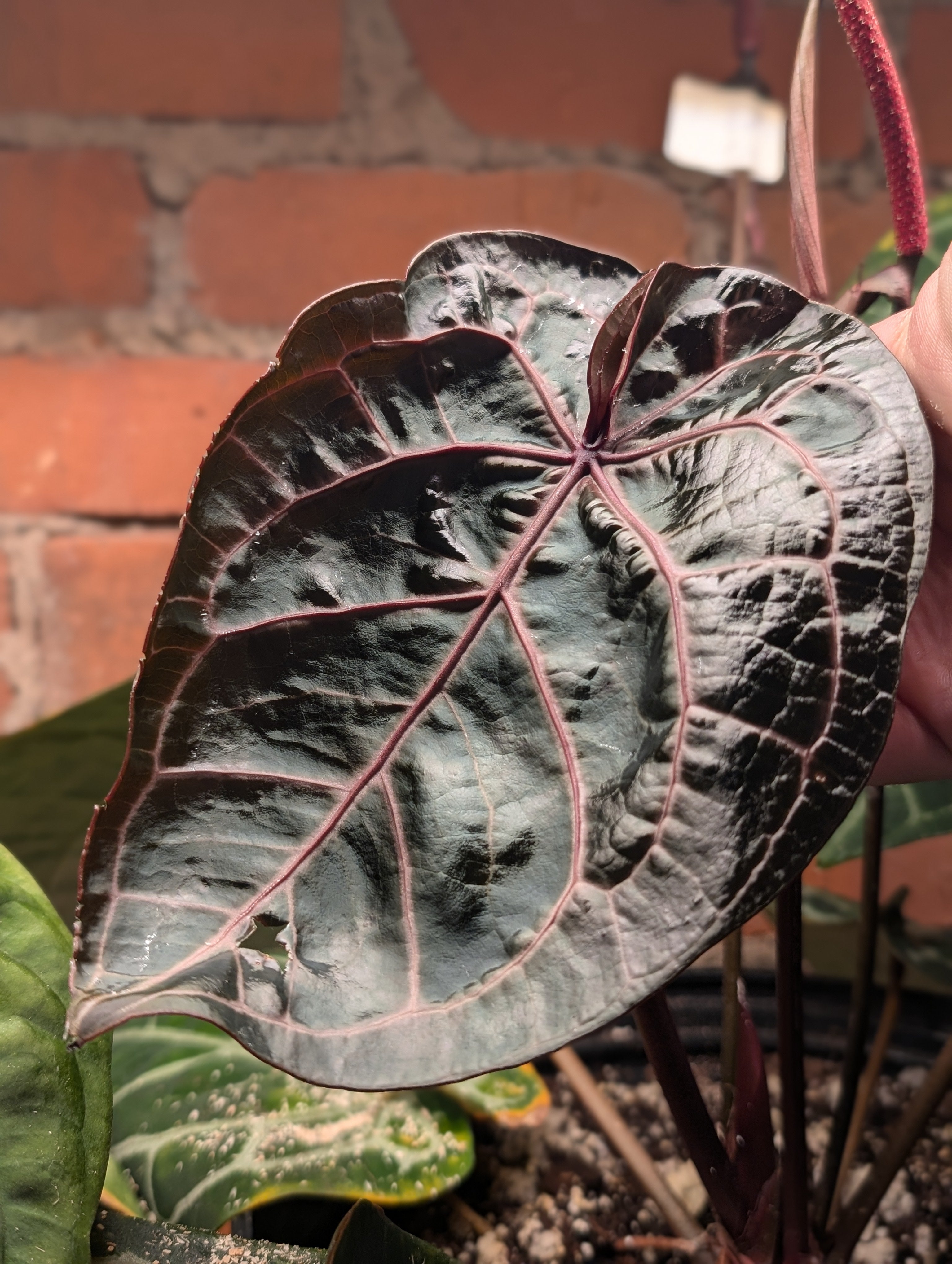 Anthurium Market Botanical The – Michelle) x (Zara x Michelle Anthurium Michelle A.zara × kunayalense その他観葉植物