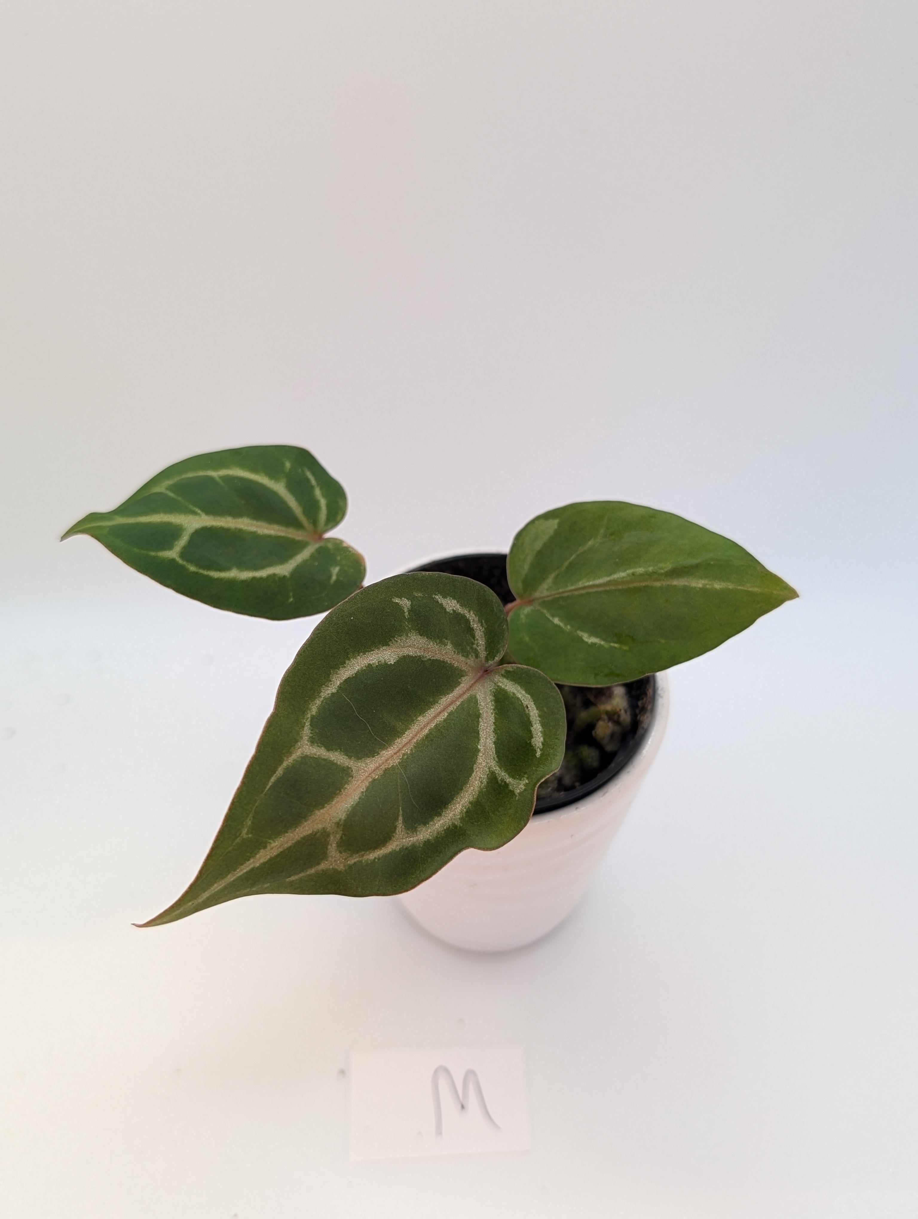Anthurium Michelle x (Zara x Michelle)