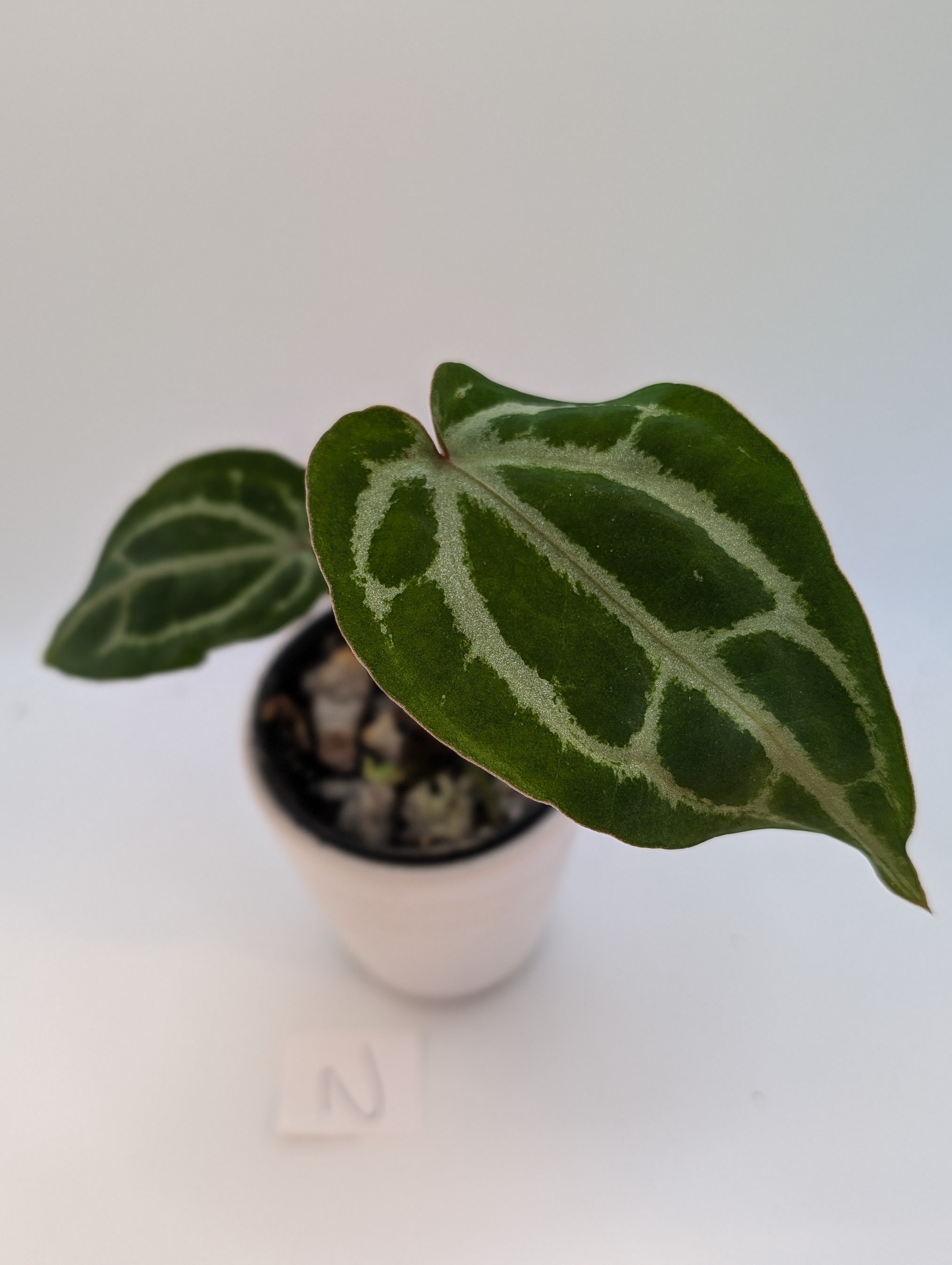 Anthurium Michelle x (Zara x Michelle)