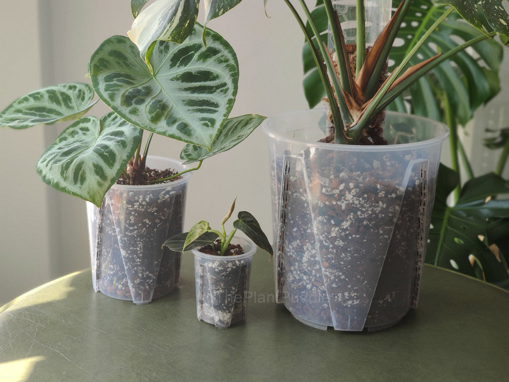 Tall Clear Plant Pot | High Drainage And Sturdy Design