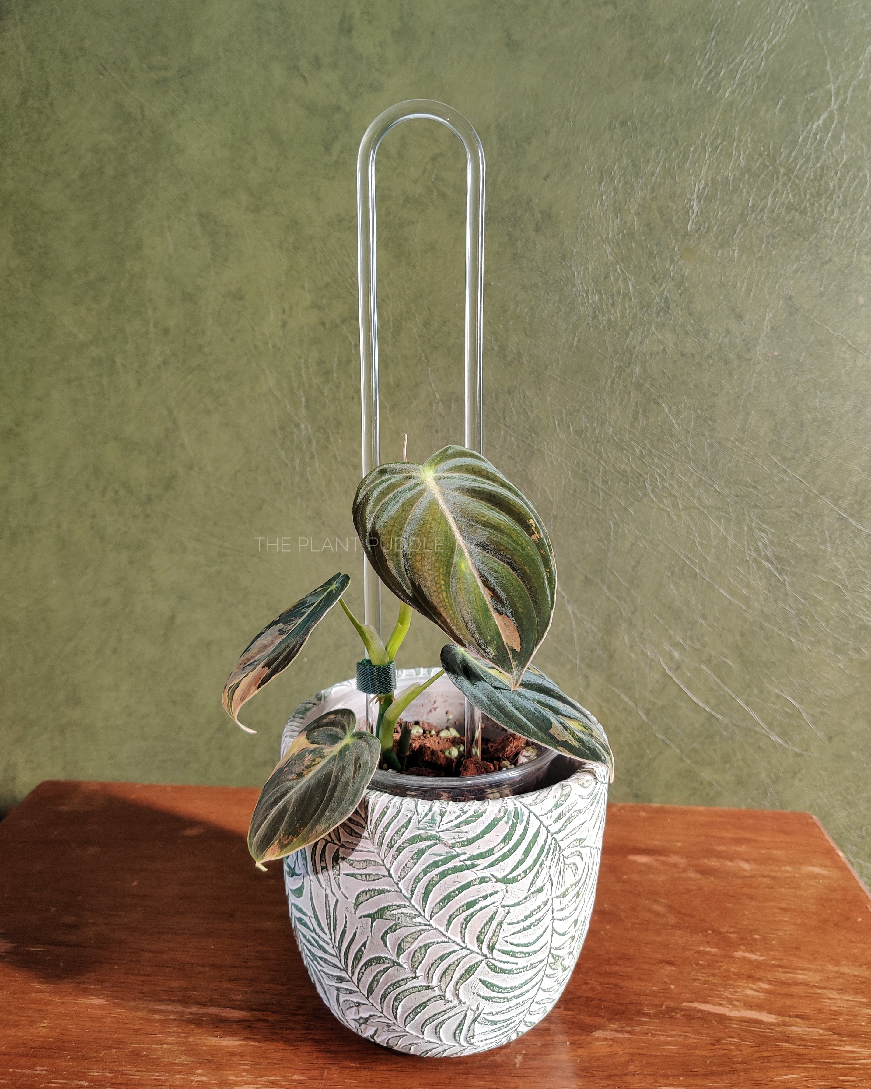 U-Shaped Trellis | Super Clear, Removable Anchors